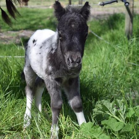 B&B Hoeve Dijkstal Logeren Op De Boerderij Άγιος Μαρτίνος Εξωτερικό φωτογραφία