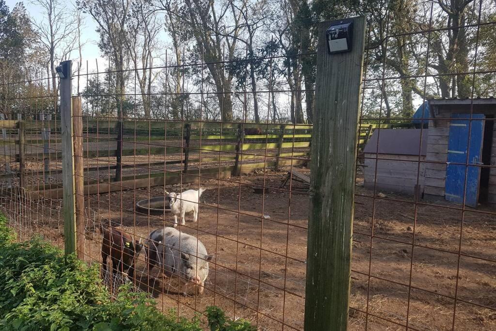 B&B Hoeve Dijkstal Logeren Op De Boerderij Άγιος Μαρτίνος Εξωτερικό φωτογραφία
