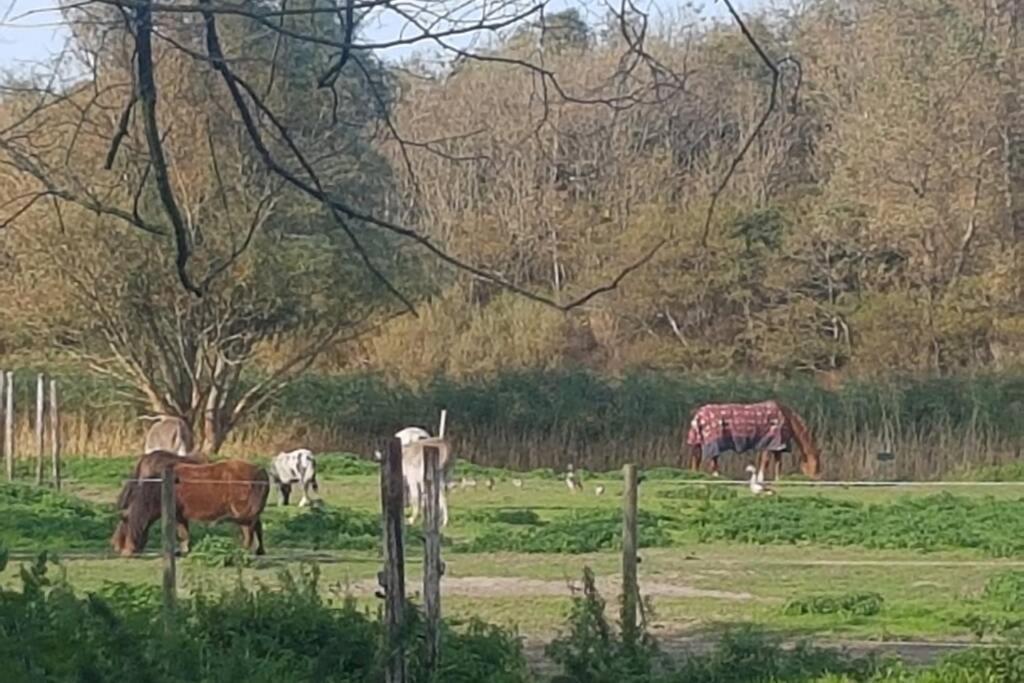 B&B Hoeve Dijkstal Logeren Op De Boerderij Άγιος Μαρτίνος Εξωτερικό φωτογραφία